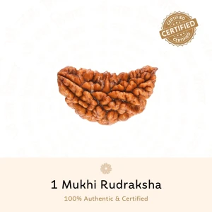 Premium 1 Mukhi Rudraksha